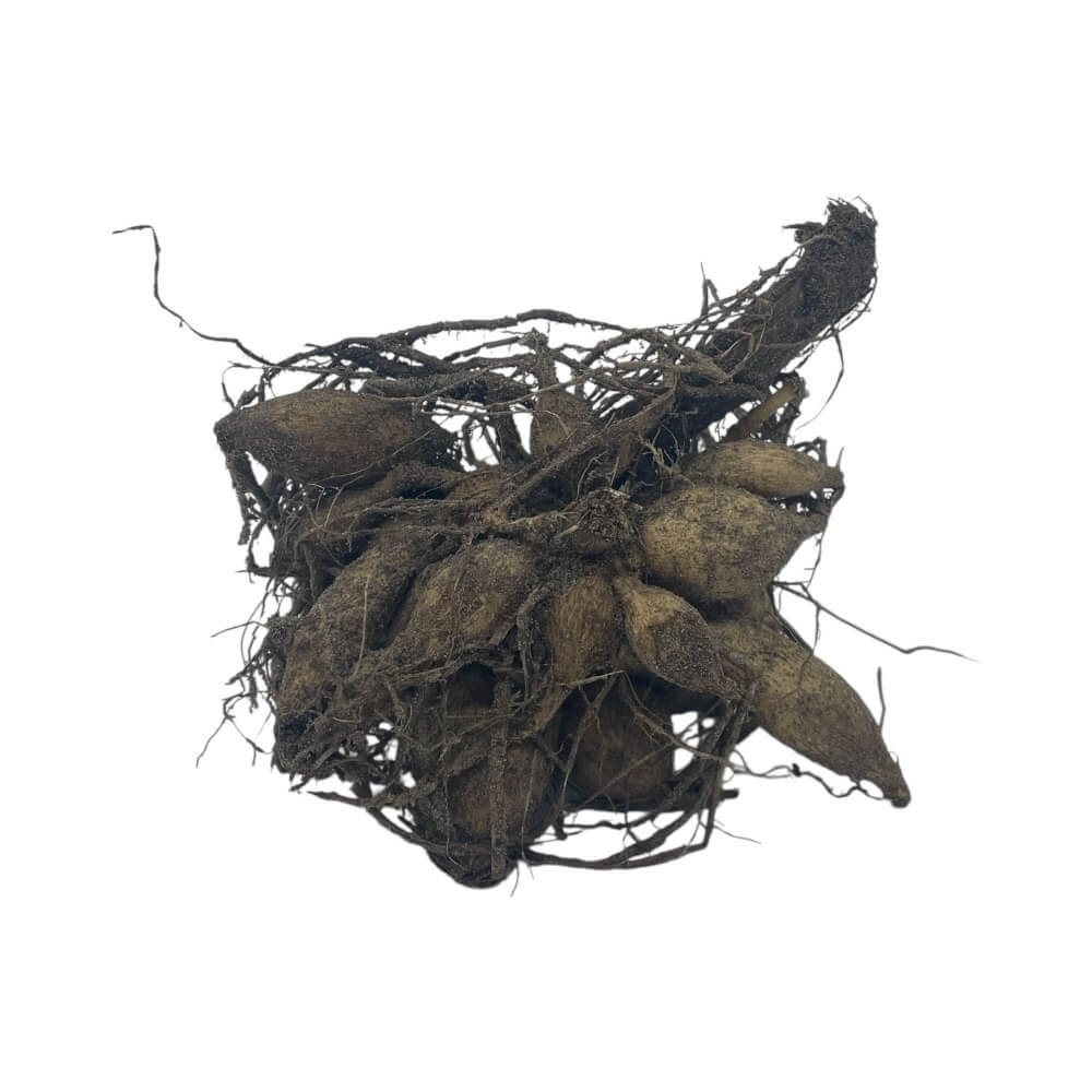 Dahlia knold, blomsterløg