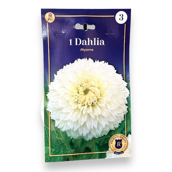 Dahlia knolde til plantning i haven, model Pineland's Princess.