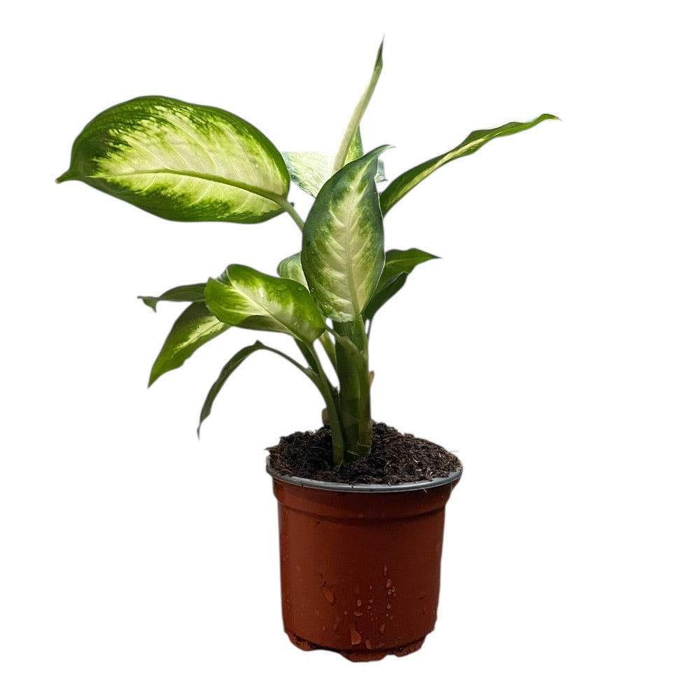 dieffenbachia maculata giftig Dieffenbachia maculata 'Camilla' – 9 cm potte