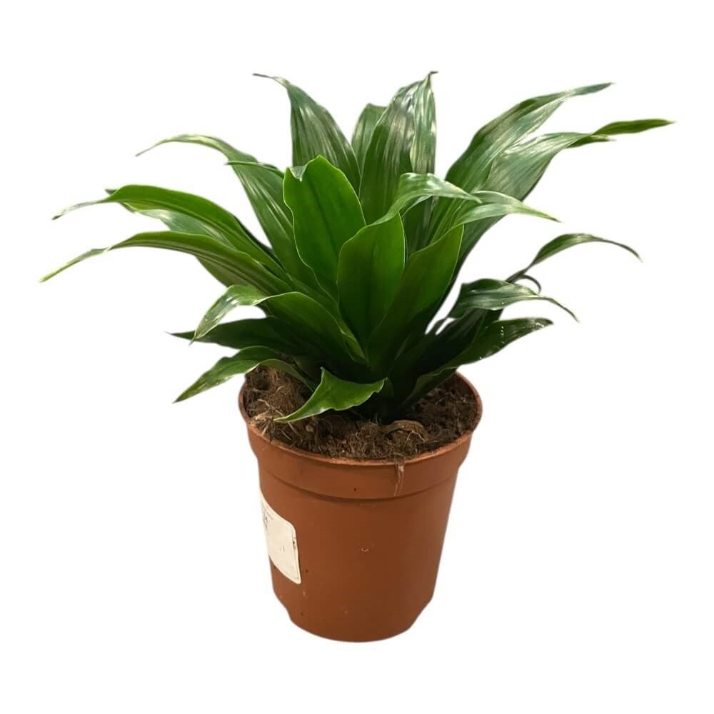 Dracaena - 11 cm potte