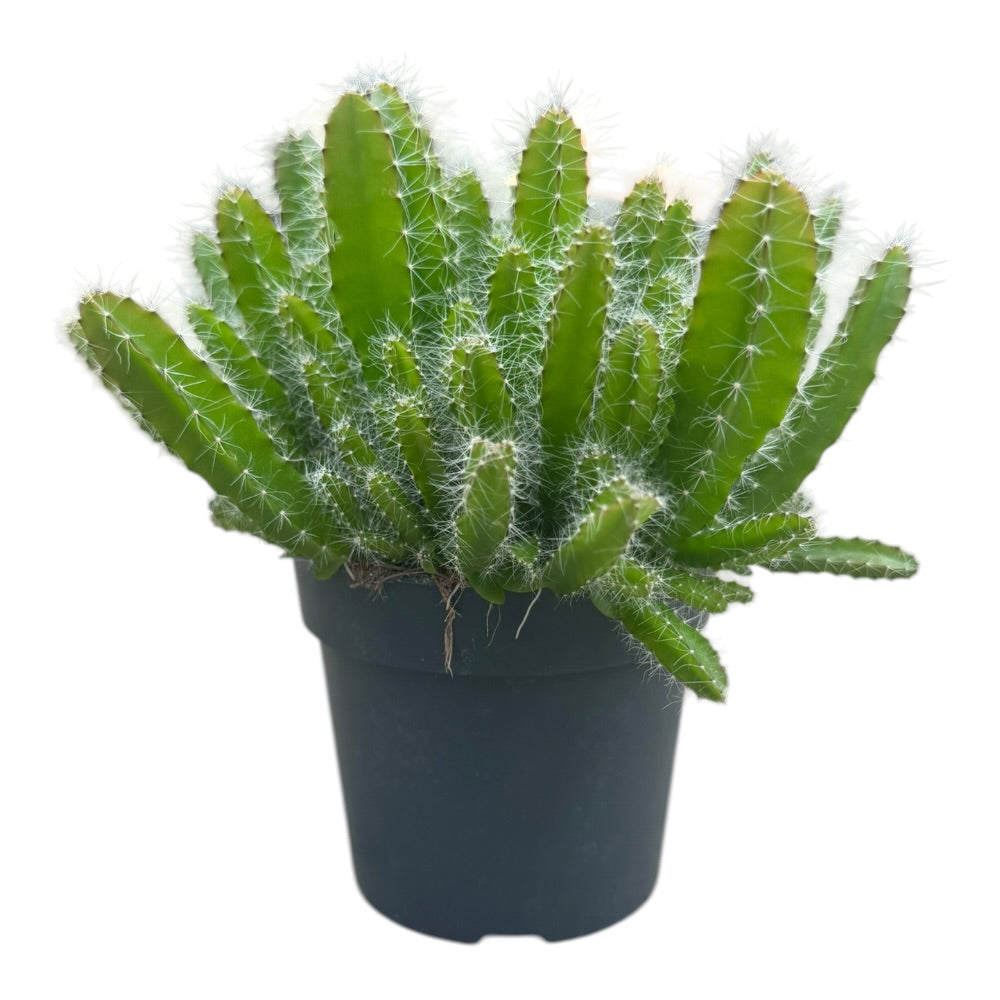 Dragefrugt-kaktus, Hylocereus undatus - 10,5 cm potte