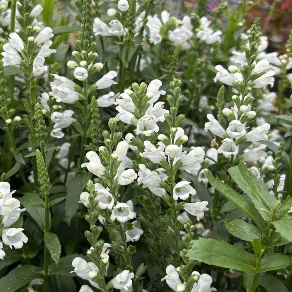 Drejblomst, PHYSOSTEGIA virginiana 'Alba' - 1 L Potte