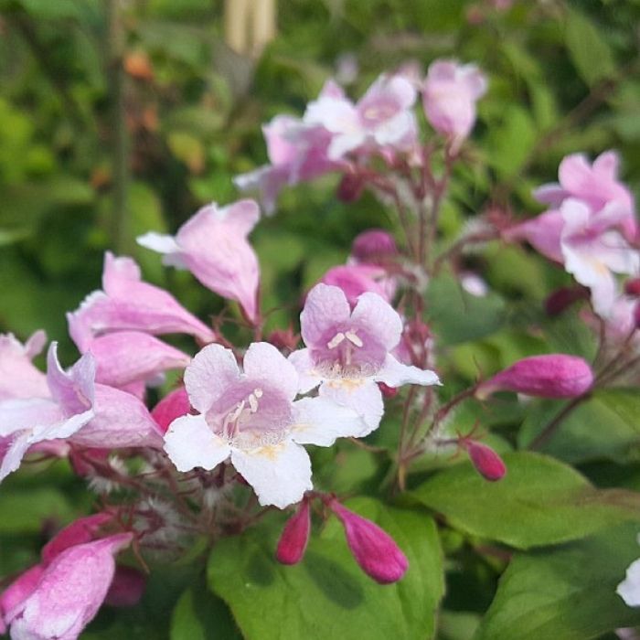 Dronningebusk, Kolkwitzia amabilis 'Pink Cloud'