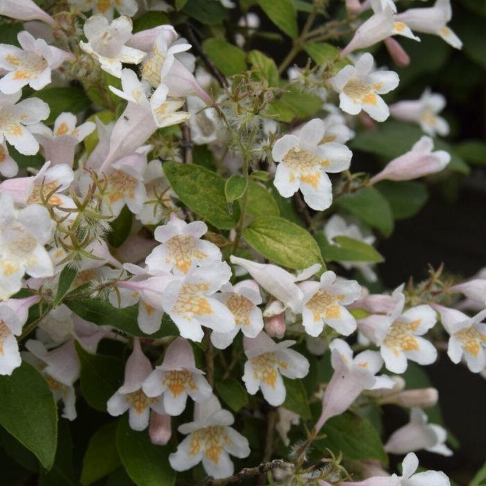 Dronningebusk, Kolkwitzia amabilis 'Pink Cloud'