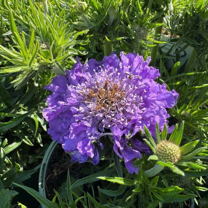 Dueskabiose, Scabiosa col. Mariposa blue