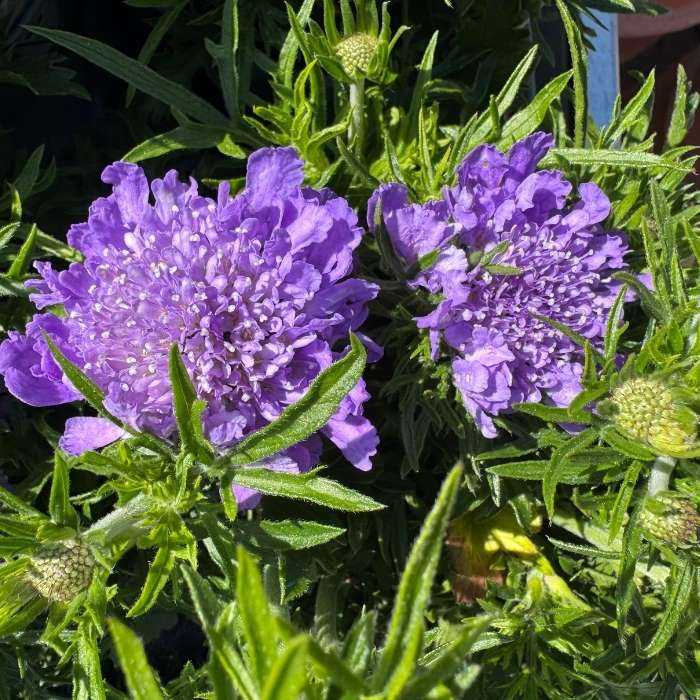 Dueskabiose, Scabiosa col. Mariposa blue
