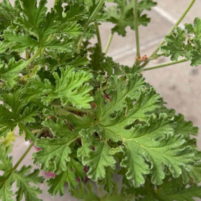 Duft pelargonie, Pelargonium grav. 'Isko Lemon'