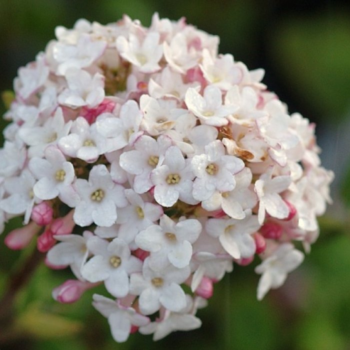 Duftsnebolle, Viburnum burkw. 'Anne Russel'