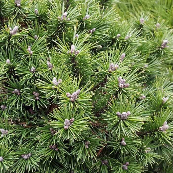 Dværg bjergfyr, Pinus mugo 'Mops' i 5L potte - 25/30 cm