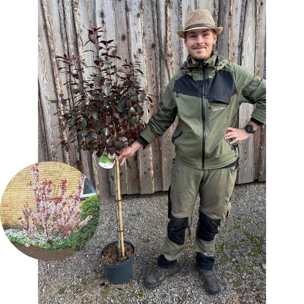 Dværg blodblomme, Prunus cistena - 80 cm stamme, 7,5L potte
