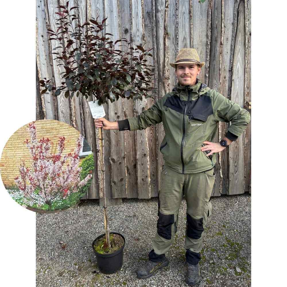 Dværg blodblomme træ, Prunus cistena - 120 cm stamme, 10L potte