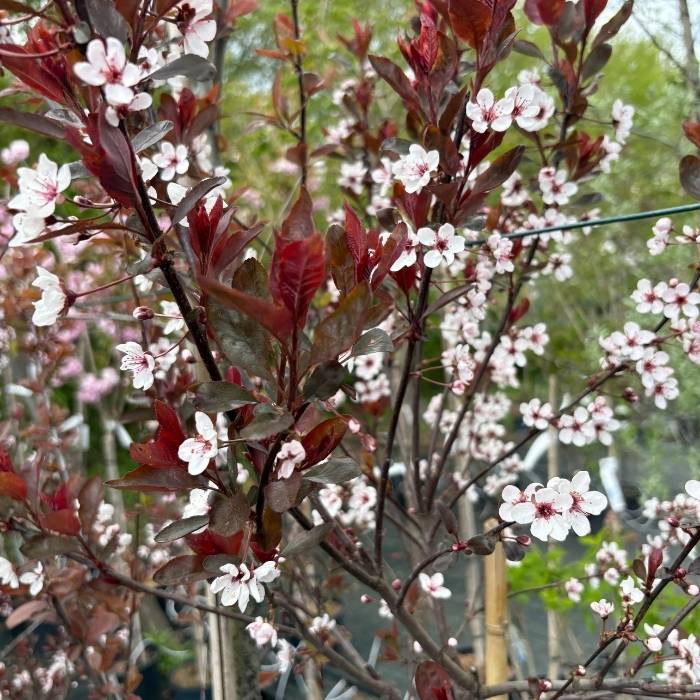 Dværg blodblomme træ