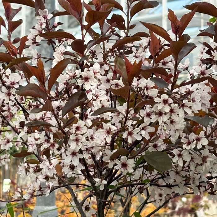 Dværgblodblomme, Prunus cistena, 120 cm stamme - 10L potte