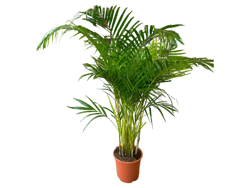 Dypsis Lutescens plante i 27 cm potte.