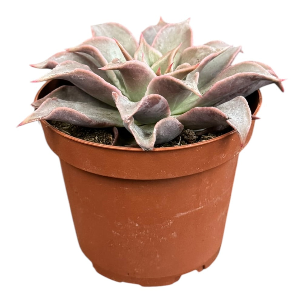 Echeveria Madiba - 12 cm potte