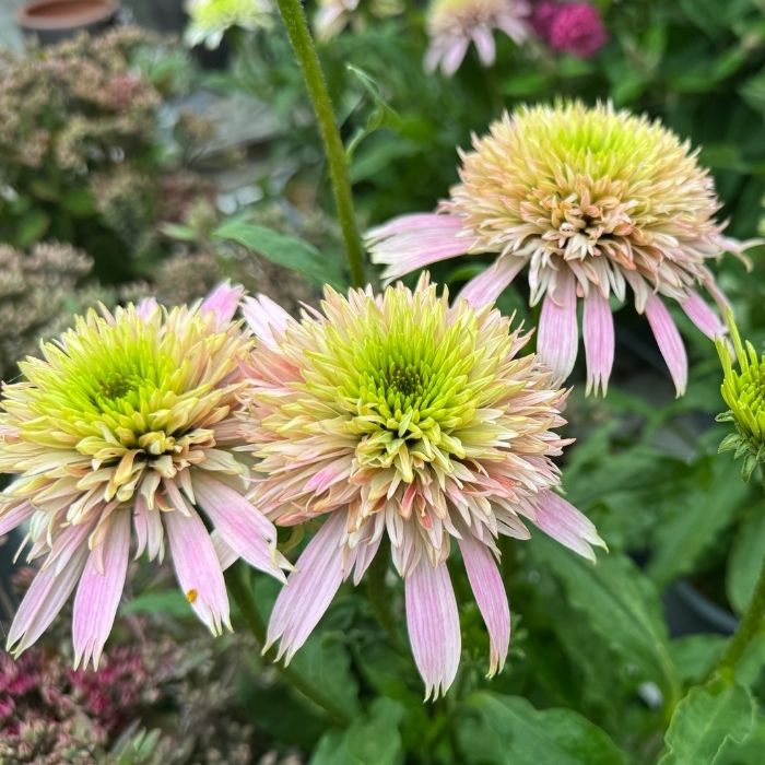 Purpursolhat, ECHINACEA 'CHERRY FLUFF' - 3l potte