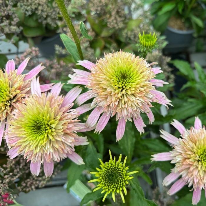 Purpursolhat, ECHINACEA 'CHERRY FLUFF' - 3l potte