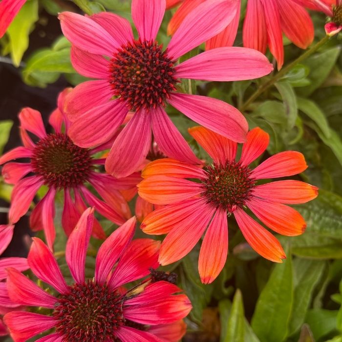 Purpursolhat, Echinacea 'Orange Sunset' - 13 cm potte