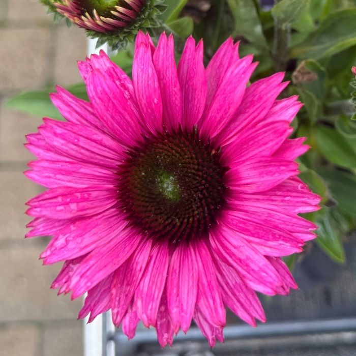 Purpursolhat, Echinacea p. 'Sunmagic Vintage Brilliant Rose' - 1.5l potte