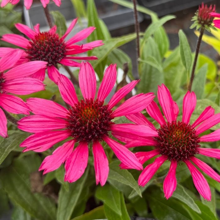 Purpursolhat, Echinacea ´Sensation Pink´ - 13 cm Potte