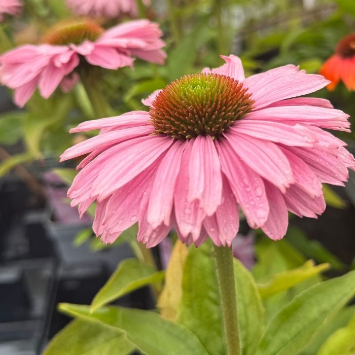 ECHINACEA SunSeekers 'Blush''® 1 L