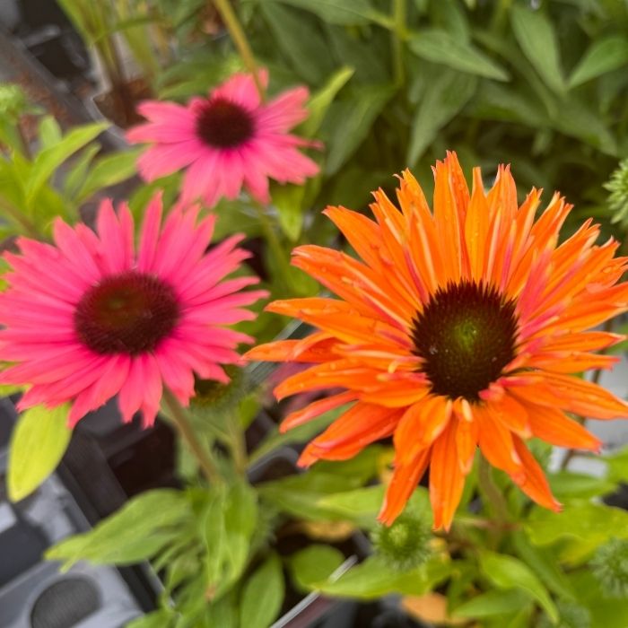 ECHINACEA SunSeekers Rainbow  1 L Potte