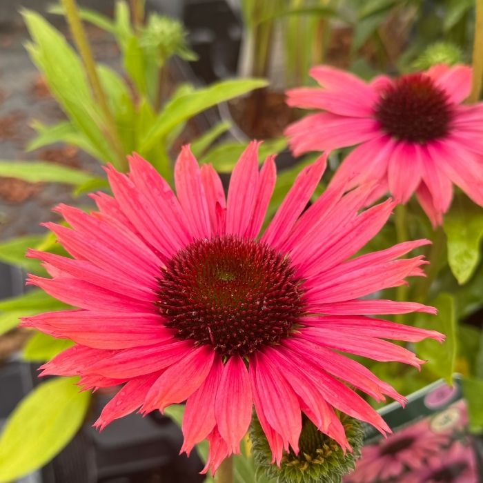 ECHINACEA SunSeekers Rainbow  1 L Potte