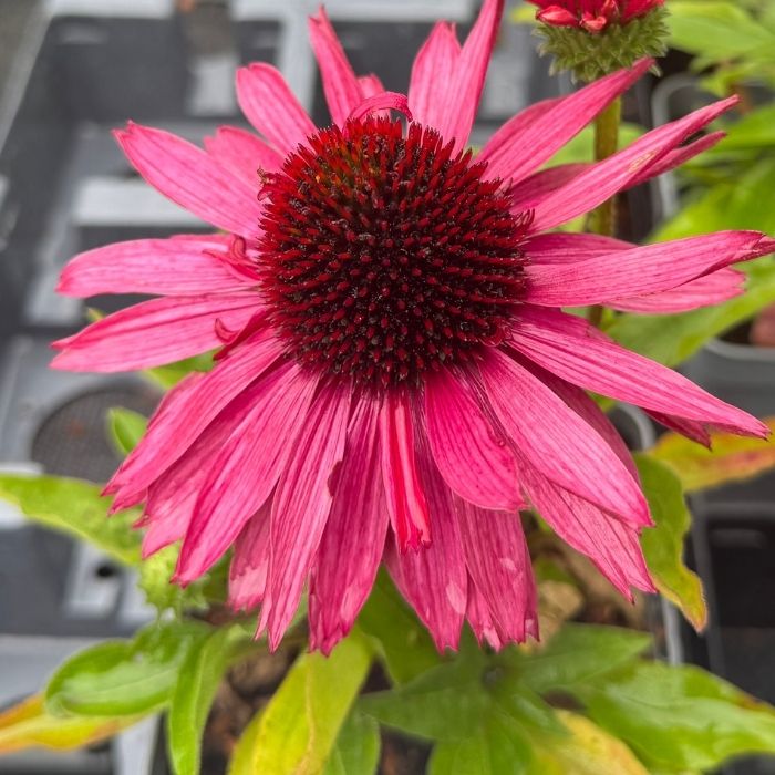 Purpursolhat, ECHINACEA SunSeekers 'Sweet Fuchsia' - 1 L