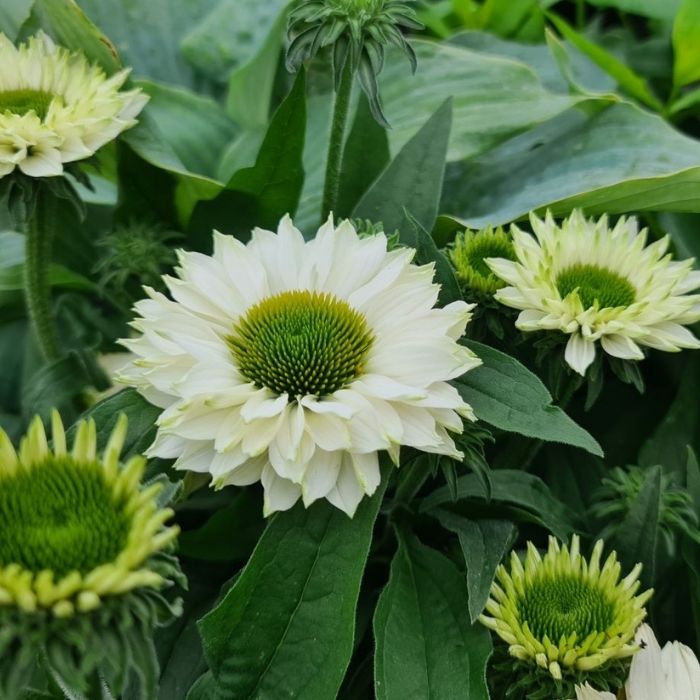 Purpursolhat, Echinacea 'Sunseekers White Perfection' - 13 cm potte