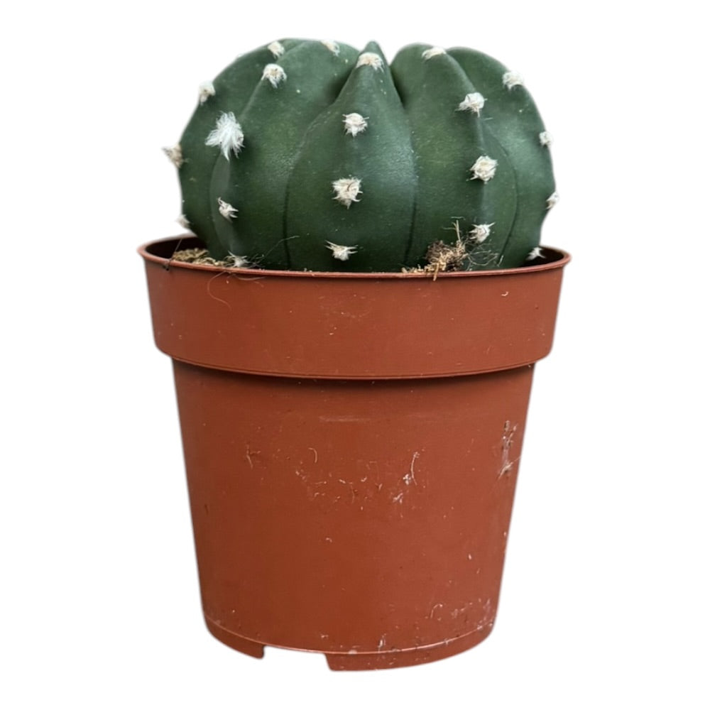 Domino-kaktus, Echinopsis Subdenudata