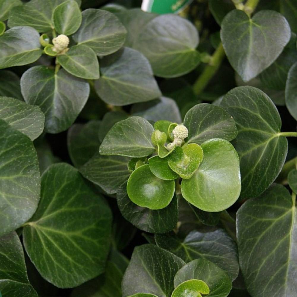 Buskefeu, Hedera hel. 'Arbori Compact'