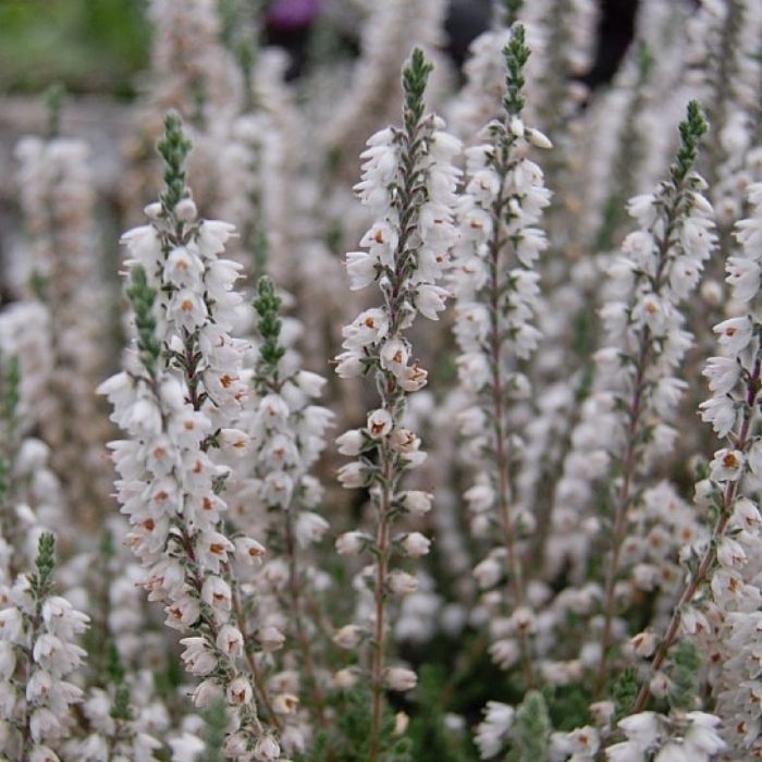 Efterårslyng, Calluna vulgaris 'Beoley Silver'