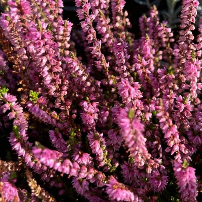 Efterårslyng, Calluna vulgaris 'Jysk Naturform' 