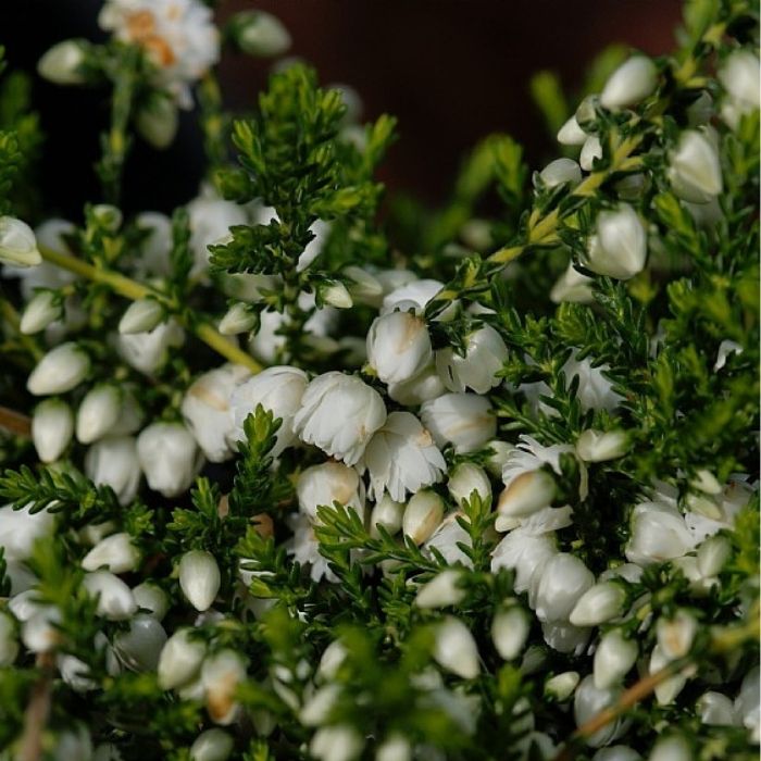 Efterårslyng, callune vulgaris 'Kinlochruel'