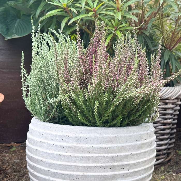 Calluna v. 'Beauty Ladies' purple / P11