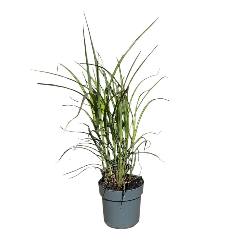 Elefantgræs, Miscanthus sin. 'Ferner Osten' - 3L potte