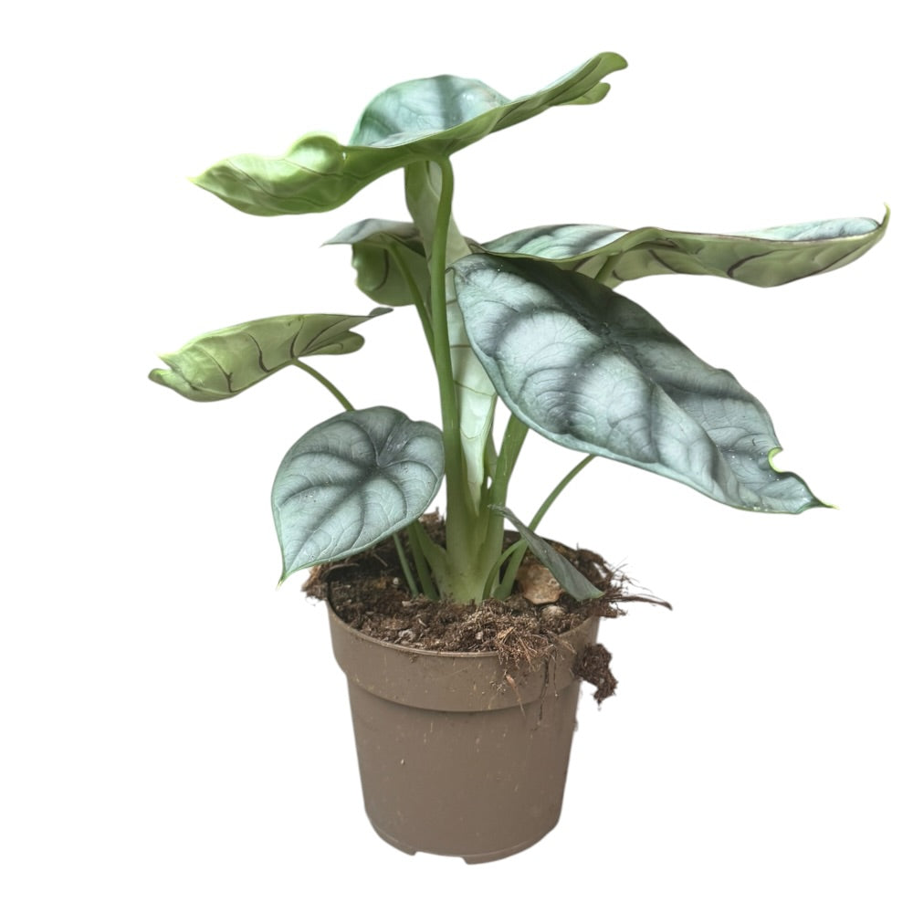 Elefantøre, Alocasia Nebula 