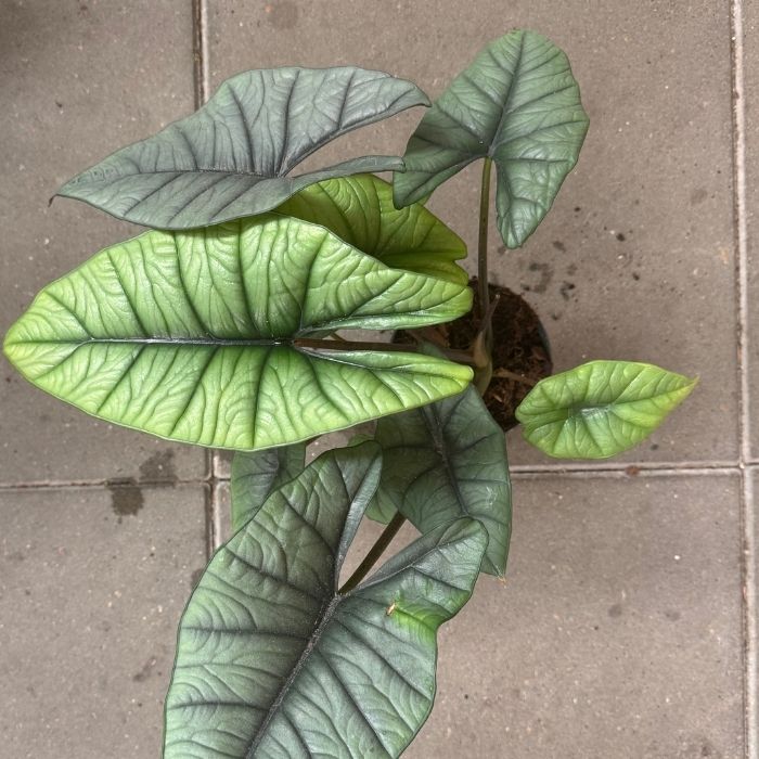 Elefantøre, Alocasia 'Platinum' - 14 cm potte