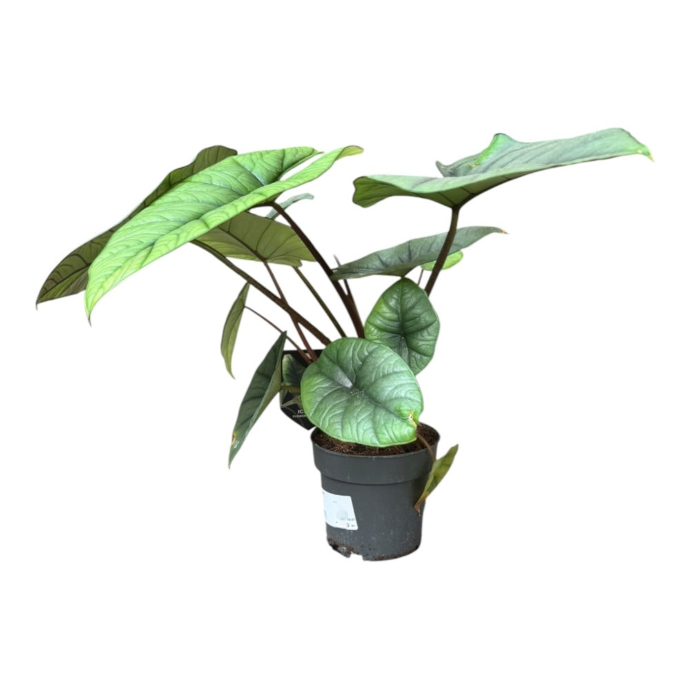 Elefantøre, Alocasia 'Platinum' - 14 cm potte