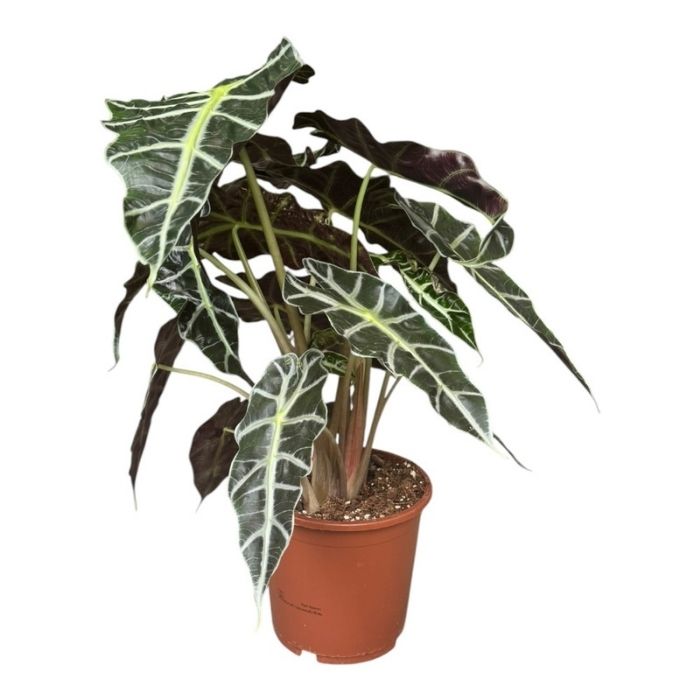 Elefantøre, Alocasia 'Polly' - 17 cm potte