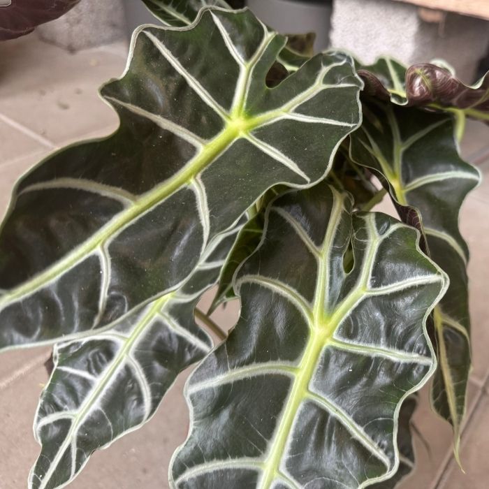 Elefantøre, Alocasia 'Polly' - 17 cm potte