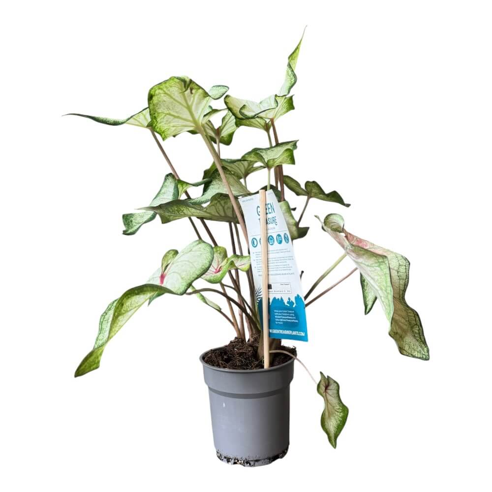 Elefantøre, Caladium ´white´ - 12 cm potte