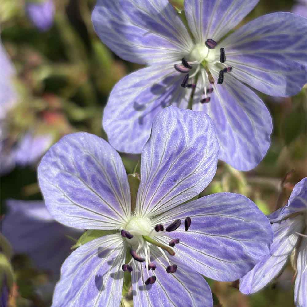 Storkenæb, GERANIUM prat. Mrs. Kendall Clark i 1 L potte.