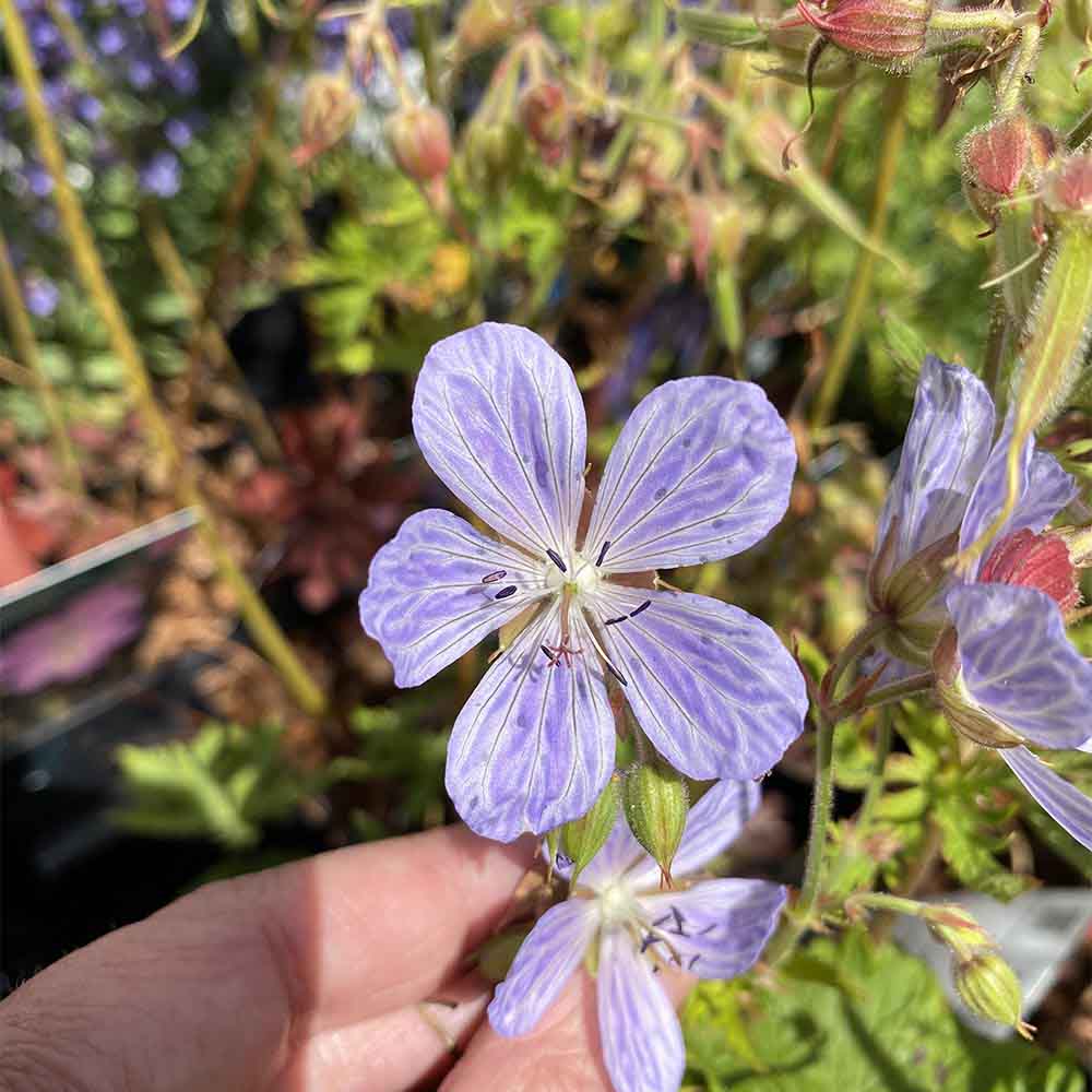 Storkenæb, GERANIUM prat. Mrs. Kendall Clark i en 1 L potte.