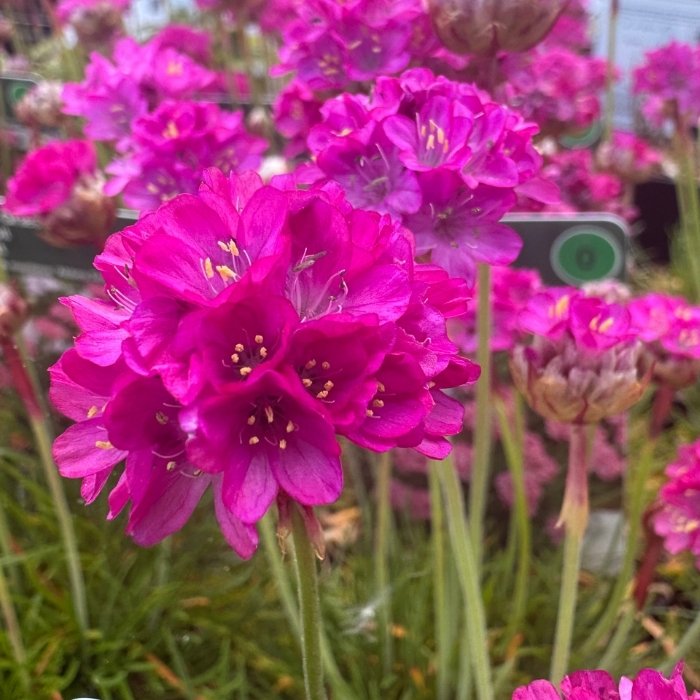 Engelsk græs, ARMERIA mar. Abbey Deep Rose  10 cm Potte