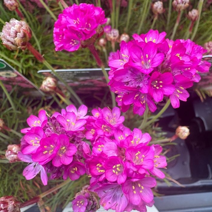 Engelsk græs, ARMERIA mar. Abbey Deep Rose  10 cm Potte