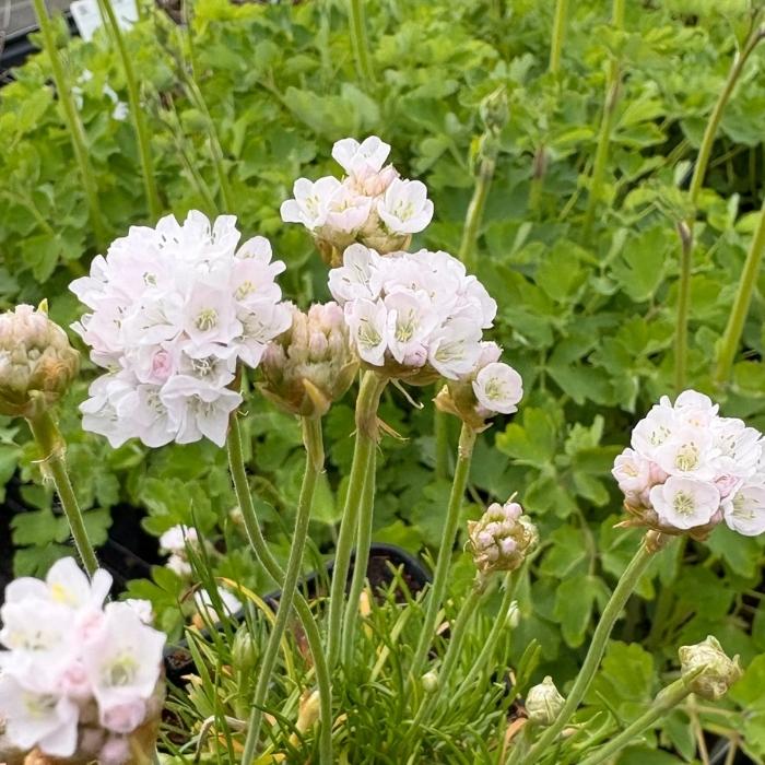 Engelsk græs, ARMERIA mar. Alba