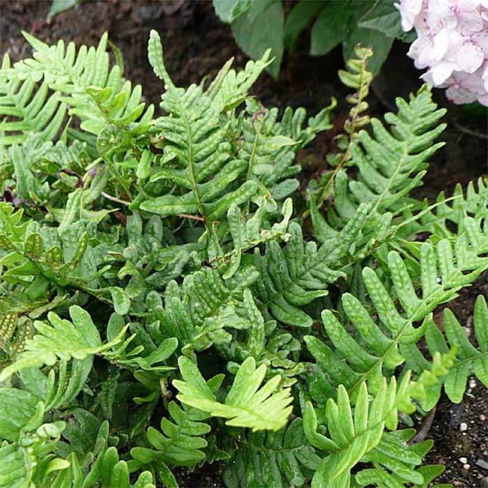 Englesød, POLYPODIUM vulgare - 1 L Potte