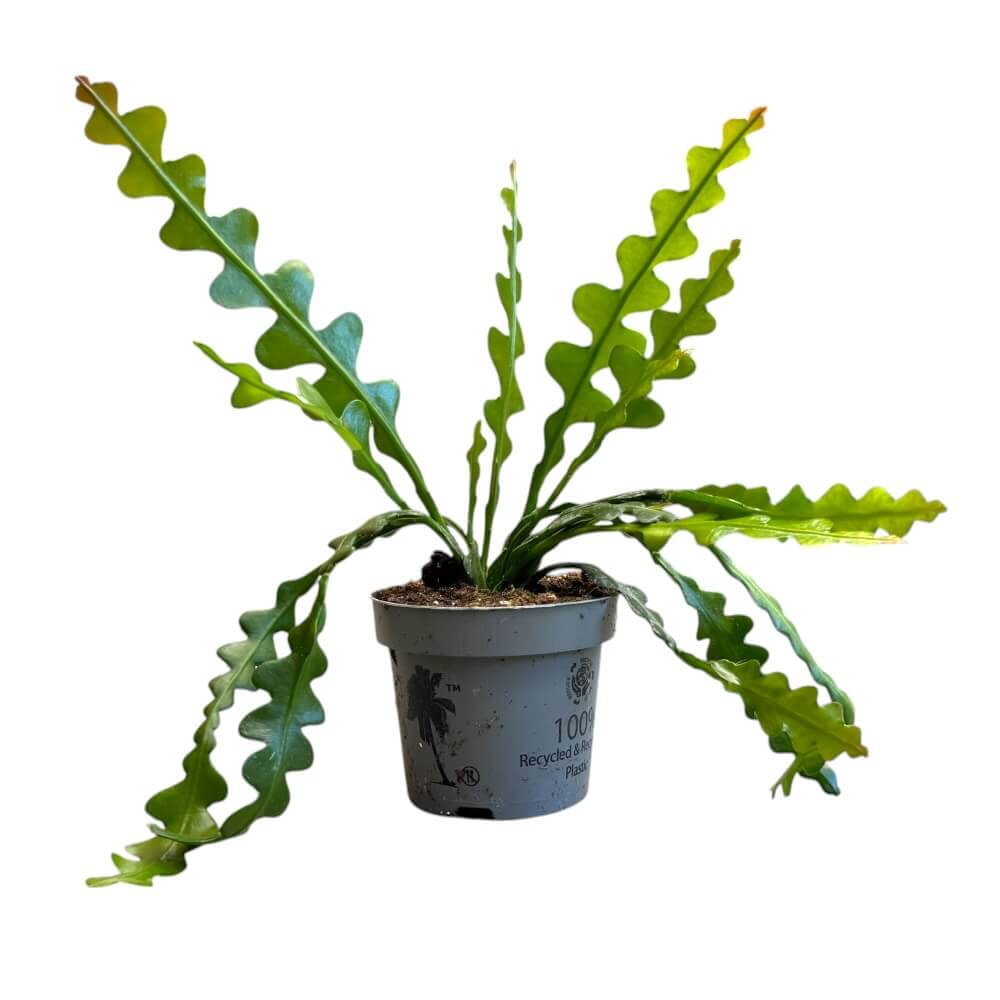 Fiskebenskaktus, EPIPHYLLUM ANGULIGER