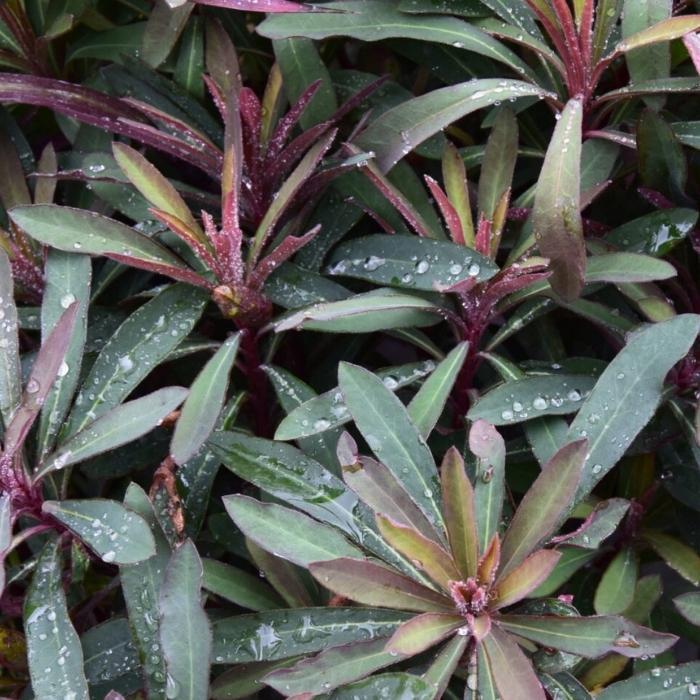 Vortemælk, EUPHORBIA amygdaloides 'Miners Merlot'